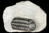 Austerops Trilobite - Nice Eye Facets & Preparation #127017-2